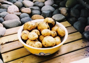 приготвяне на пресни картофи с копър